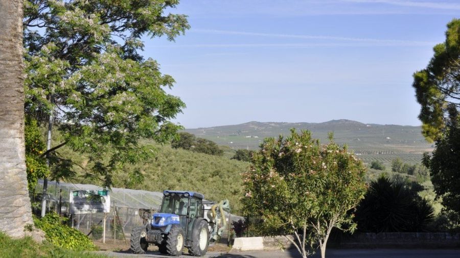 Paisaje de olivares en Cabra, Córdoba - © María Gilabert / Revista Casa Mediterráneo.