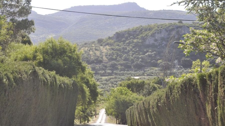 Panorámica de olivares a la entrada del IFAPA en Cabra (Córdoba) - © María Gilabert / Revista Casa Mediterráneo.