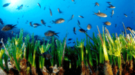 Posidonia oceánica.