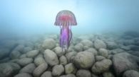 Un clavel de mar (Pelagia noctiluca) se eleva suavemente sobre un fondo rocoso pulsando rítmicamente su umbrela - © Ángel Fitor.