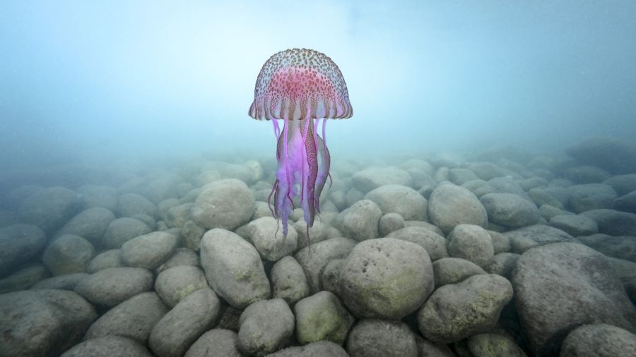 Un clavel de mar (Pelagia noctiluca) se eleva suavemente sobre un fondo rocoso pulsando rítmicamente su umbrela - © Ángel Fitor.