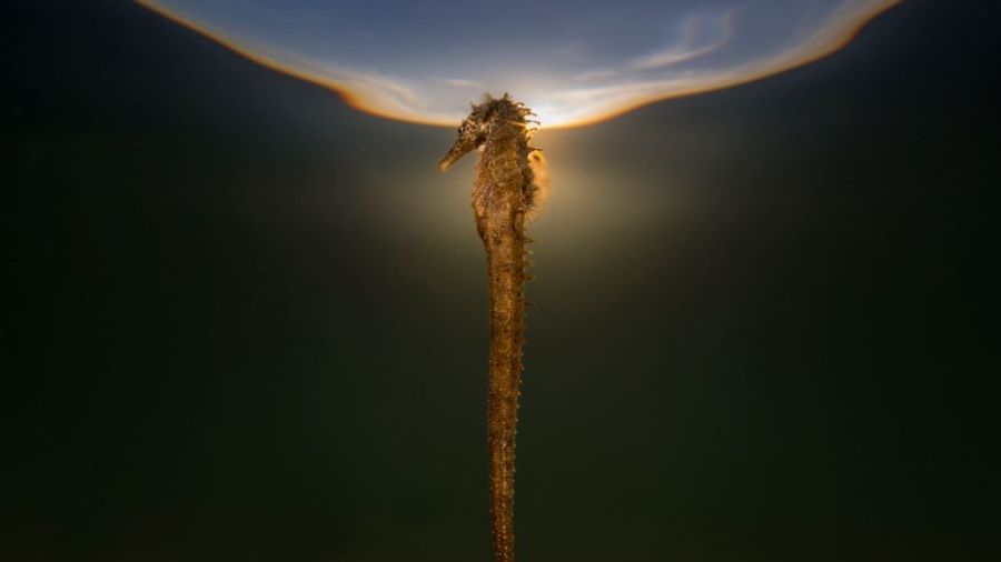 'Uno'. 'Mare Lucidum II' - © Ángel Fitor.